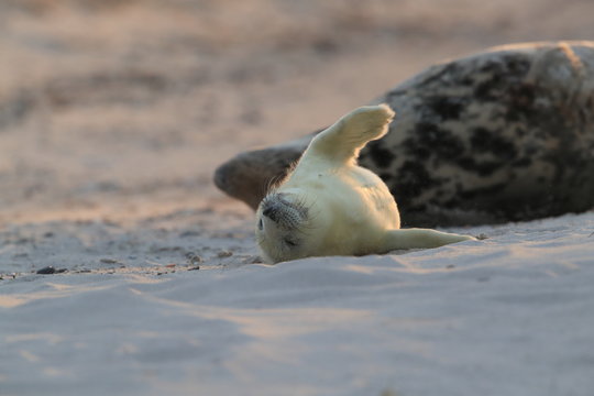 Grey Seal (Halichoerus grypus) Pup Helgoland Germany
