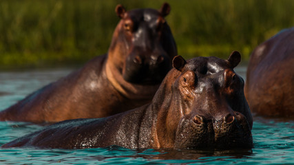Fototapeta premium head of hippopotamus