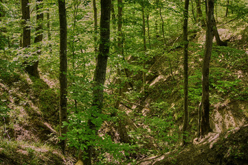 Trees and shrubs with green leaves on the mountainside. Spring in the forest. Fabulous landscape of the magical forest on the Caucasus mountain range.