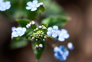 Bugloss Blooms and Buds