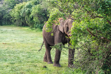 View of single elephant in green tropical forest