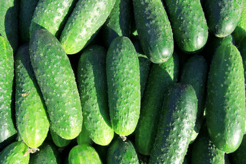 fresh cucumbers in the market