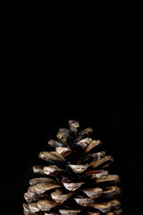Brown pine cone on black paper background
