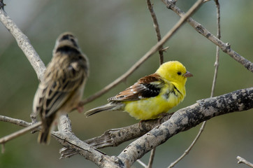 Moineau doré,.Passer luteus, Sudan Golden Sparrow