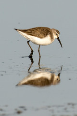 Bécasseau cocorli,.Calidris ferruginea, Curlew Sandpiper