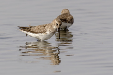 Bécasseau cocorli,.Calidris ferruginea, Curlew Sandpiper