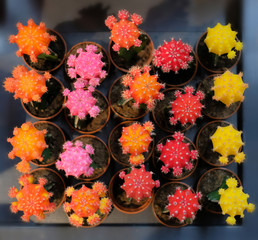Multicolored cacti, multicolored succulents: yellow, pink, orange, red. Mini cacti, small cacti.