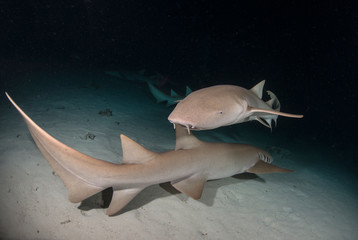 Sharks at night