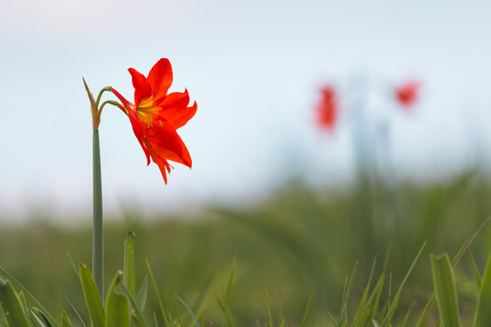 flor