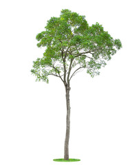 Tree isolated on white background. Beautiful and robust trees are growing in the forest, garden or park.