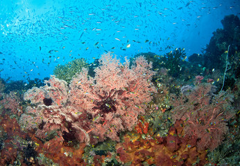Healthy coral reefscape