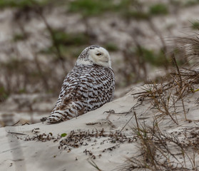 Snowy Owl