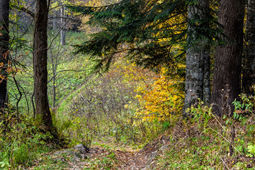 Forest path in mountain forest in autumn on a sunny day