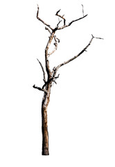 Dry tree dead on a white background