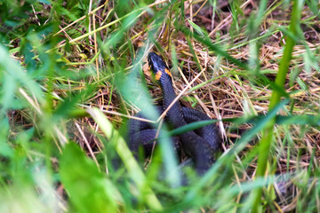 The grass snake or Natrix natrix on ground