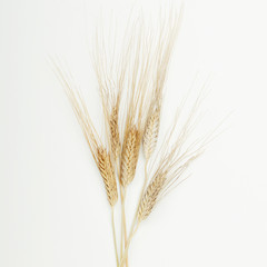 Dry ears of cereals in the beam on a white background. Top view, flat lay