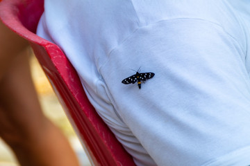Farfalla sulla spalla
