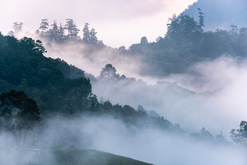 Beautiful morning panorama of forest covered by low clouds. Colored sunrise in forested mountain slope.