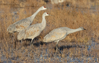 Obraz premium Sandhill cranes family group (two adults and juvenile) in shallow pond at Bosque del Apache National Wildlife Refuge in central New Mexico