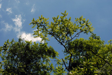 Arboles