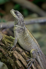 Nashornleguan (Cyclura cornuta) 