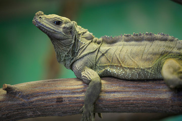 Nashornleguan (Cyclura cornuta) 