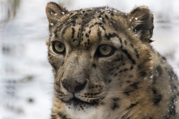 Portrait of a snow leopard