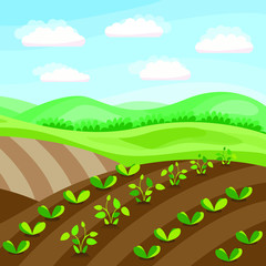 Growing plants, rural landscape
