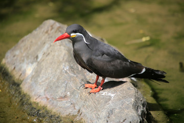 Inkaseeschwalbe (Larosterna inca) 