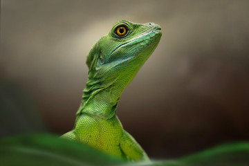 Anolis, auch Saumfingerechsen (Anolis)