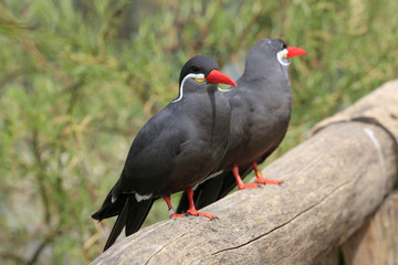 Inkaseeschwalbe (Larosterna inca) 