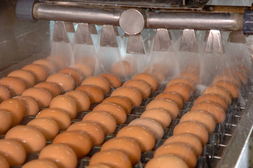 Egg factory on washing production line with fresh eggs are prepare for package in Automate Food Processing Plant.  © chayakorn