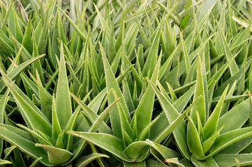 ALOE VERA PLANTS