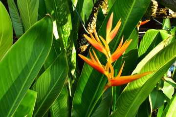 The Beautiful Heliconia Flowers