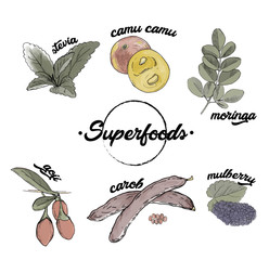 Superfood hand drawn colorful vector illustration. Botanical isolated sketch drawing. Stevia, camu camu, moringa, gogi, carob, mulberry. Organic healthy food. Ideally use for package, label.
