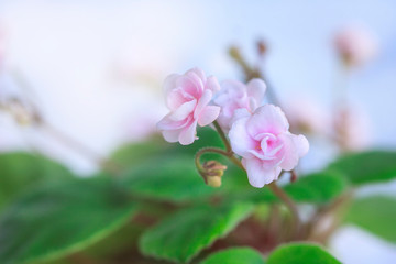 Flowering Saintpaulias, commonly known as African violet. Mini Potted plant. 