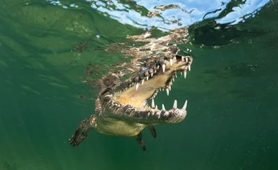 Poster Im Rahmen Kubanische Krokodile © The Ocean Agency