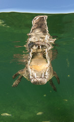 Cuban Crocodiles