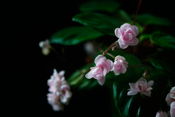 Obraz premium Flowering Saintpaulias, commonly known as African violet. Mini Potted plant. A dark background.