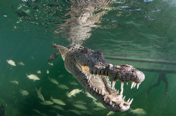 Crocodile Underwater in Cuba