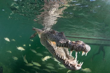 Poster Im Rahmen Krokodil unter Wasser in Kuba © The Ocean Agency