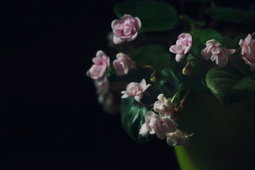 Flowering Saintpaulias, commonly known as African violet. Mini Potted plant. A dark background.