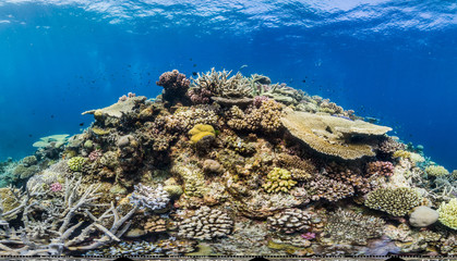 360 of Indonesian reef