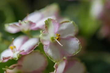 Obraz premium Flowering Saintpaulias, commonly known as African violet. Mini Potted plant. A dark background.