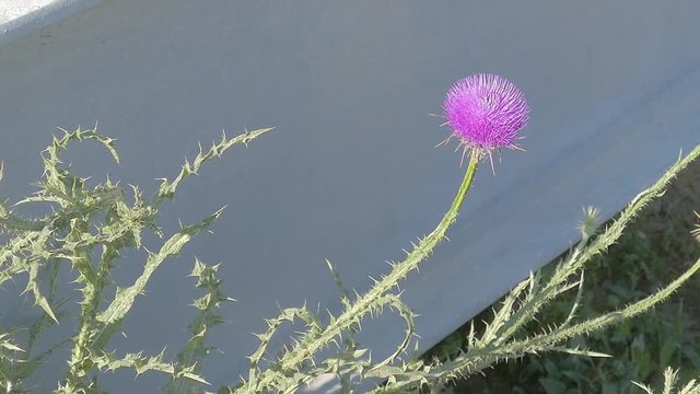 Zoom out from bright pink thistle flower moving at wind