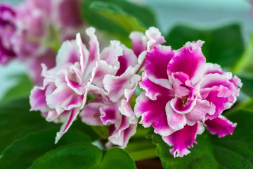 Flowering Saintpaulias, commonly known as African violet.