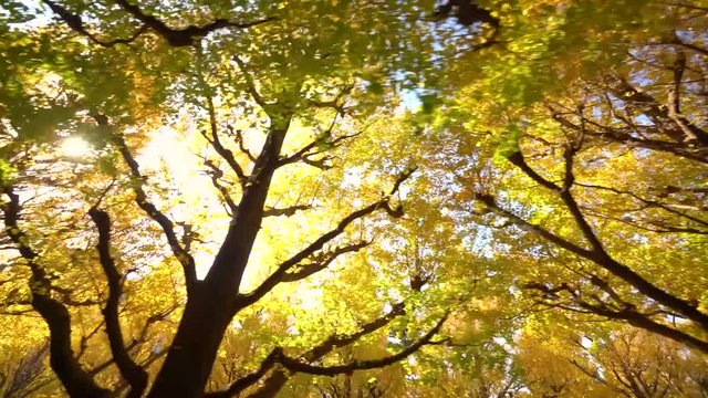黄色く染まった明治神宮外苑のイチョウ並木 歩き撮り
