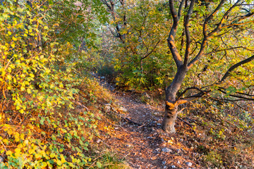 Autumn forest nature scenery