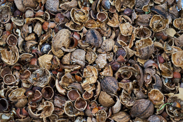 Image of a nutshell.