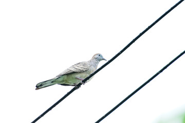 Zebra dove